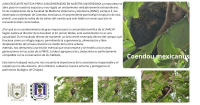 Puercoespín  en las instalaciones de la Facultad de Medicina Veterinaria y Zootecnia de la Benemérita Universidad Autónoma de Chiapas