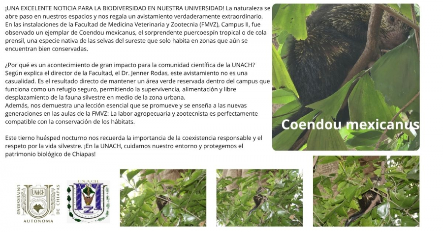 Puercoespín  en las instalaciones de la Facultad de Medicina Veterinaria y Zootecnia de la Benemérita Universidad Autónoma de Chiapas